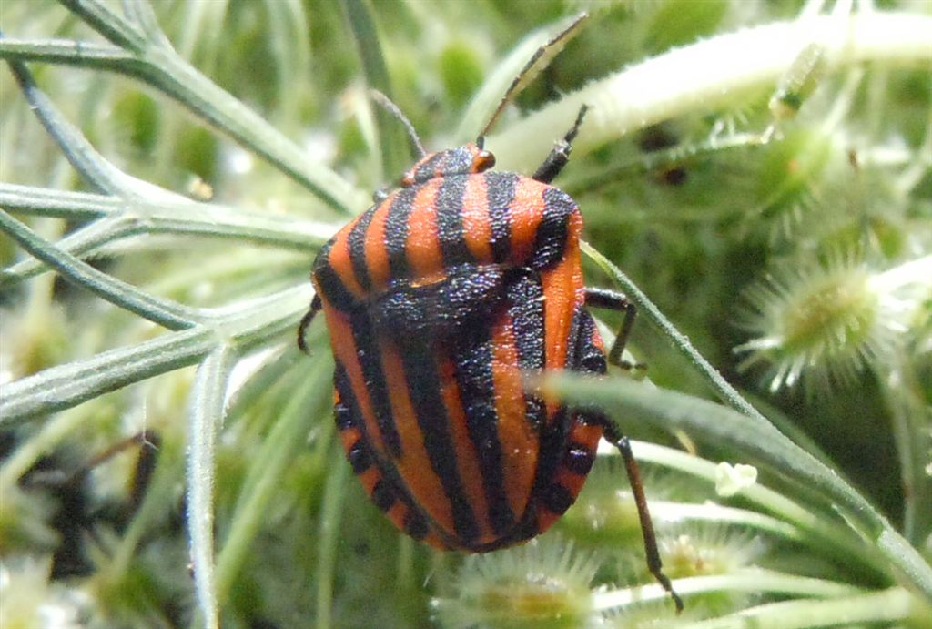 Graphosoma lineatum italicum